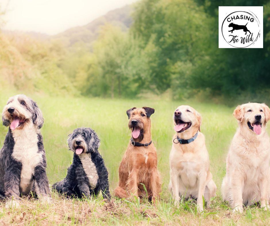 The Benefits of Professional Dog Training: Exploring Pack Walks and Three-Week Board and Training Camps